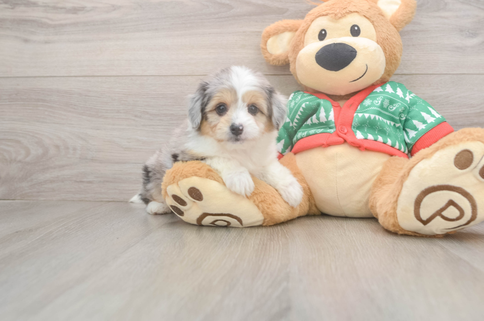 6 week old Aussiechon Puppy For Sale - Seaside Pups