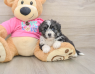 5 week old Aussiechon Puppy For Sale - Seaside Pups
