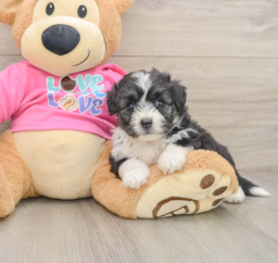 6 week old Aussiechon Puppy For Sale - Seaside Pups