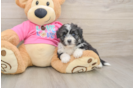 Cute Aussiechon Baby