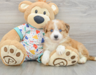 7 week old Aussiechon Puppy For Sale - Seaside Pups