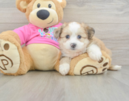 7 week old Aussiechon Puppy For Sale - Seaside Pups