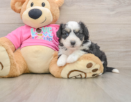 6 week old Aussiechon Puppy For Sale - Seaside Pups