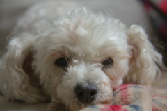 Cute Maltipoo Pup