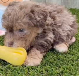 Caniche Puppies For Sale - Seaside Pups