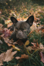 Cute Frenchie Purebred Pup