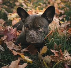 Frenchie Puppies For Sale - Seaside Pups