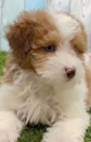 Cute Havadoodle Poodle Mix Pup Cute Havadoodle Poodle Mix Pup