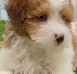 Havanese Poodle Puppies For Sale - Seaside Pups