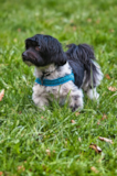 Cute Havanese Pup