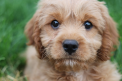 Cute Cavoodle Poodle Mix Pup