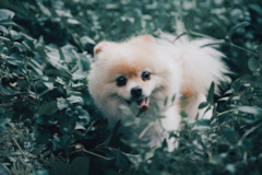 Cute Pomeranian Purebred Pup