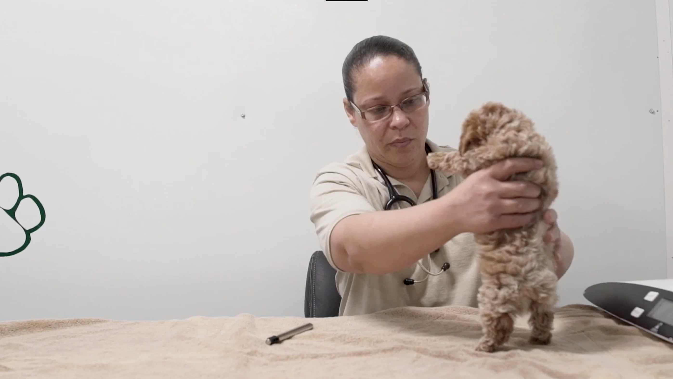 seaside pups veterinarian checking a puppy's growth