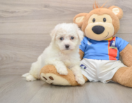 5 week old Bichon Frise Puppy For Sale - Seaside Pups