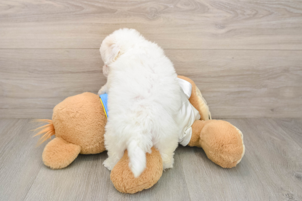 Bichon Frise Puppy for Adoption