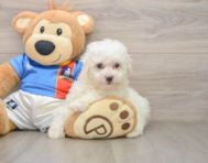 5 week old Bichon Frise Puppy For Sale - Seaside Pups