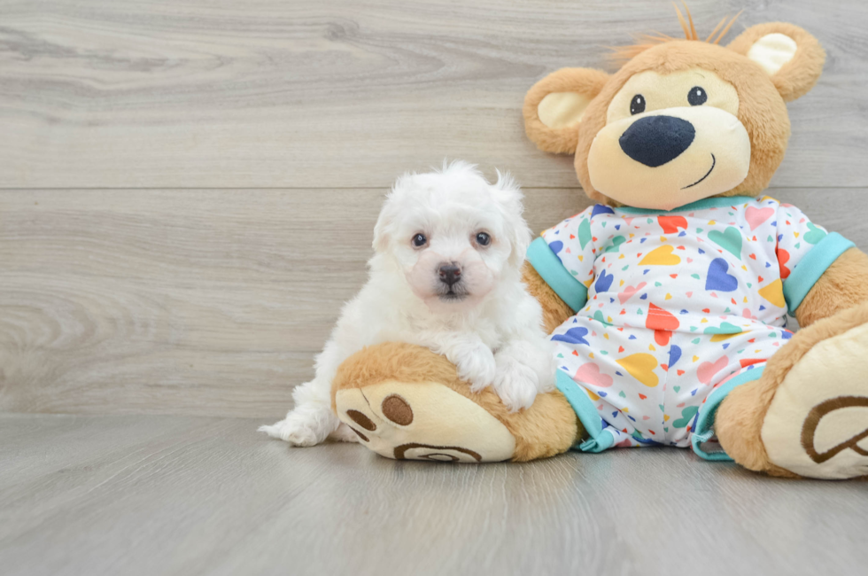 5 week old Bichon Frise Puppy For Sale - Seaside Pups