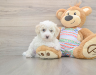 5 week old Bichon Frise Puppy For Sale - Seaside Pups