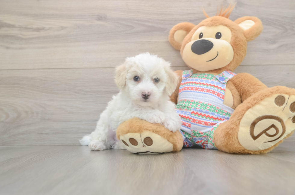 5 week old Bichon Frise Puppy For Sale - Seaside Pups