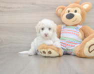 5 week old Bichon Frise Puppy For Sale - Seaside Pups