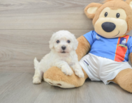 5 week old Bichon Frise Puppy For Sale - Seaside Pups