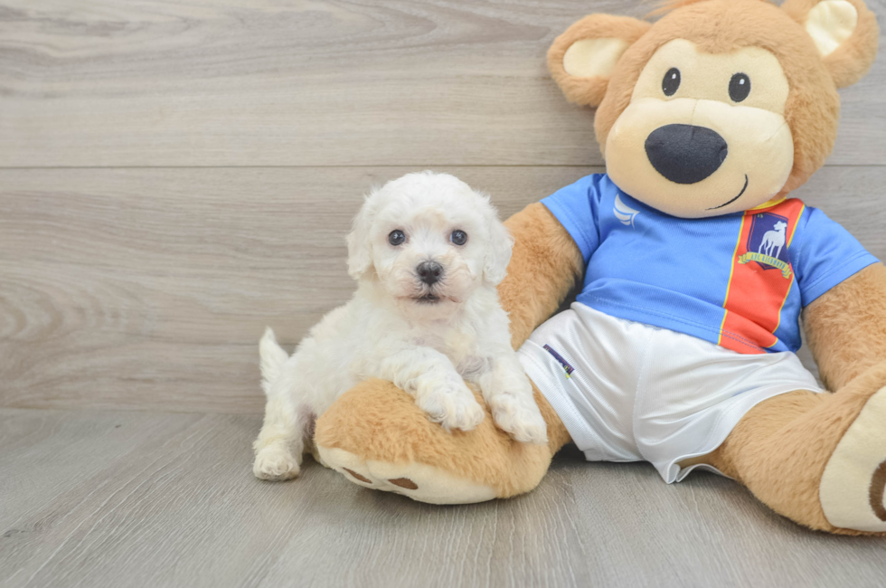 6 week old Bichon Frise Puppy For Sale - Seaside Pups