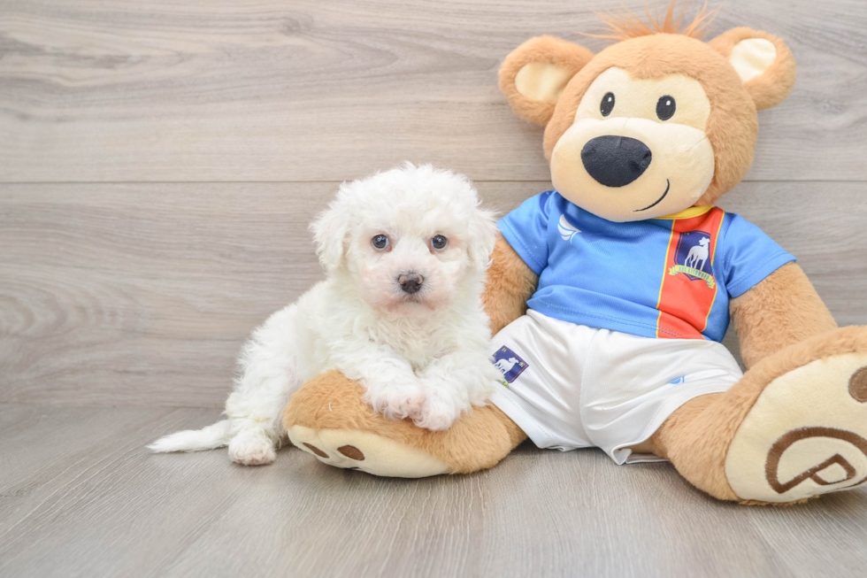 Bichon Frise Pup Being Cute