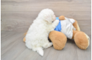 Playful Bichon Frise Purebred Pup