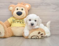 5 week old Bichon Frise Puppy For Sale - Seaside Pups