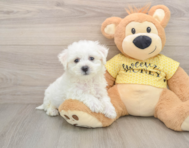 6 week old Bichon Frise Puppy For Sale - Seaside Pups