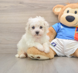 5 week old Bichon Frise Puppy For Sale - Seaside Pups