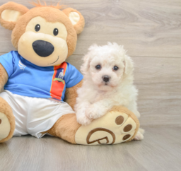 5 week old Bichon Frise Puppy For Sale - Seaside Pups