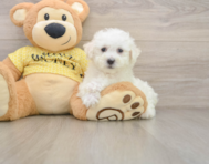 6 week old Bichon Frise Puppy For Sale - Seaside Pups