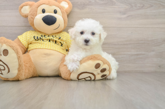 Best Bichon Frise Baby
