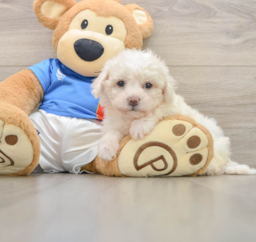 5 week old Bichon Frise Puppy For Sale - Seaside Pups