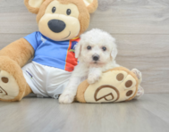 5 week old Bichon Frise Puppy For Sale - Seaside Pups