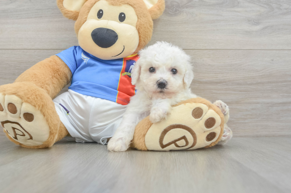 6 week old Bichon Frise Puppy For Sale - Seaside Pups