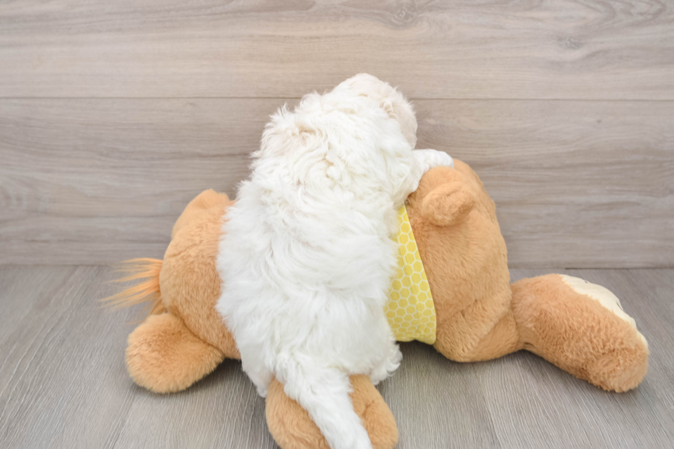 Bichon Frise Puppy for Adoption