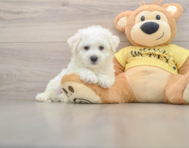 6 week old Bichon Frise Puppy For Sale - Seaside Pups