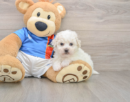 5 week old Bichon Frise Puppy For Sale - Seaside Pups