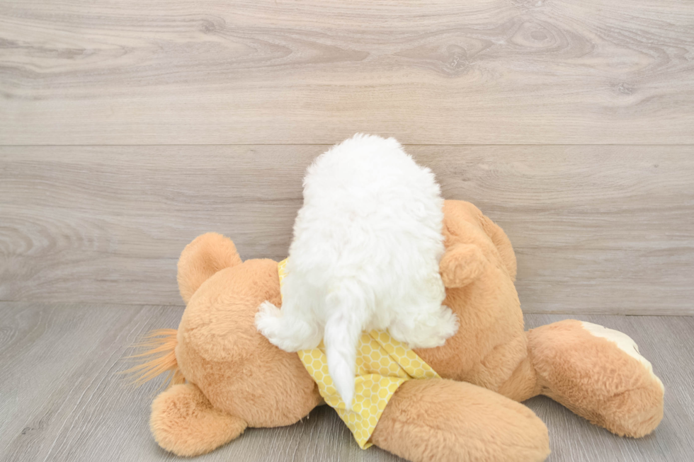 Funny Bichon Frise Baby