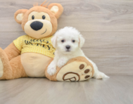 6 week old Bichon Frise Puppy For Sale - Seaside Pups