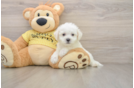 Bichon Frise Pup Being Cute