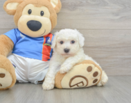 5 week old Bichon Frise Puppy For Sale - Seaside Pups