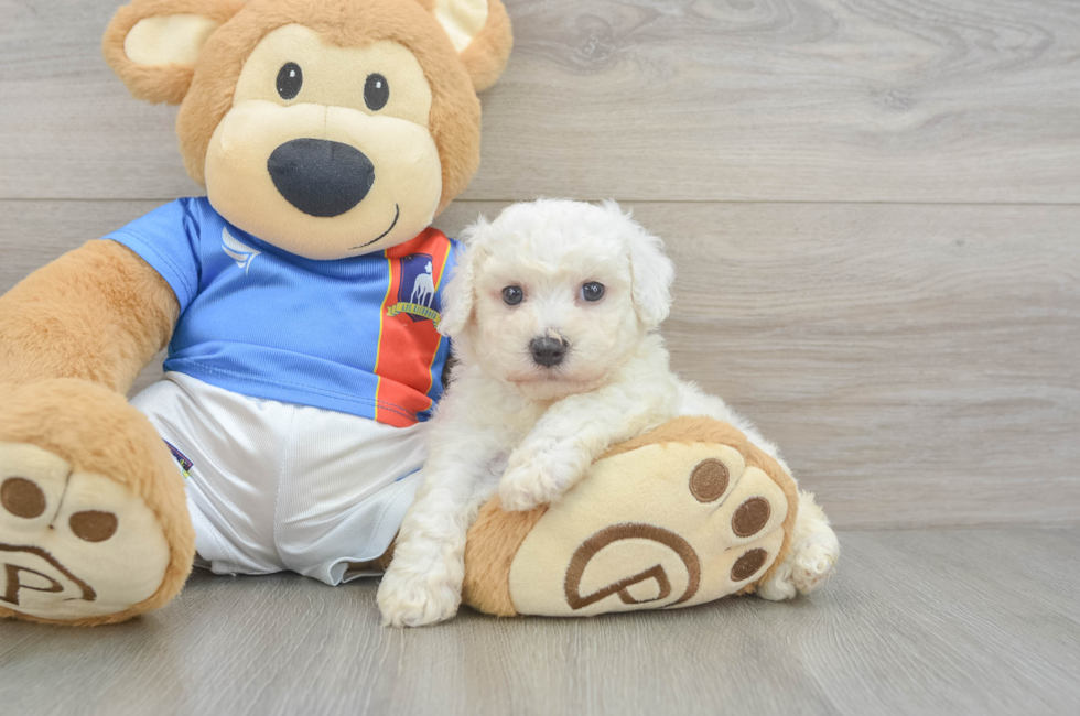 6 week old Bichon Frise Puppy For Sale - Seaside Pups