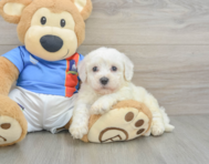 5 week old Bichon Frise Puppy For Sale - Seaside Pups