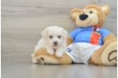 Bichon Frise Puppy for Adoption