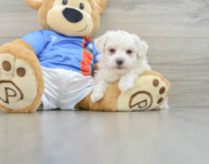 5 week old Bichon Frise Puppy For Sale - Seaside Pups