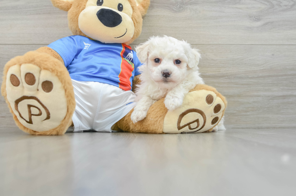 7 week old Bichon Frise Puppy For Sale - Seaside Pups