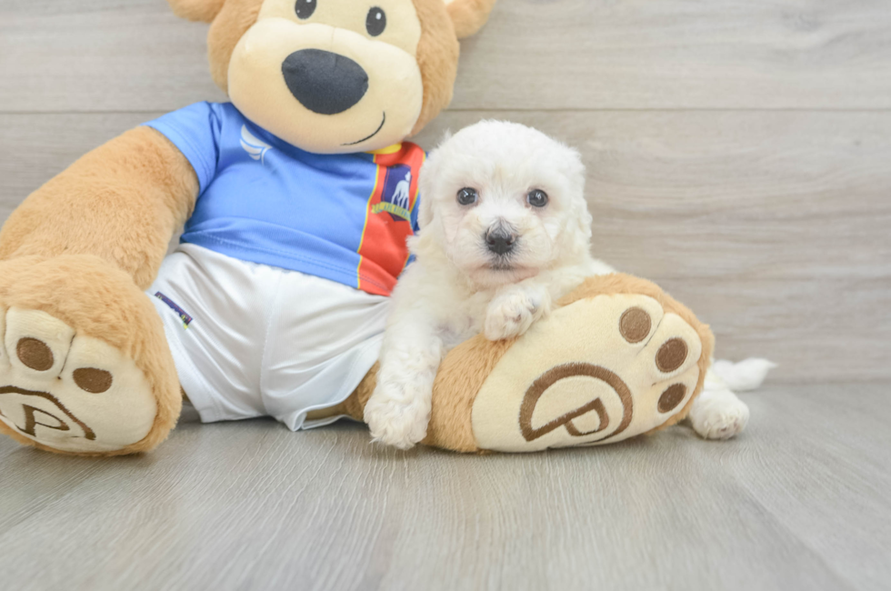 6 week old Bichon Frise Puppy For Sale - Seaside Pups